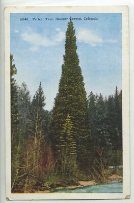 Perfect Tree, Boulder Canyon, Colorado postcard A2