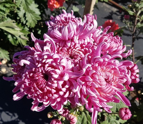 Kabuki Chrysanthemum x 1 Plant - Perennial Cut Flowers Cottage Garden - Picture 2 of 7