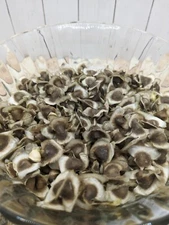 Moringa Oleifera Seeds 100 Fresh + FREE Seedling Grow Bags ! Organic Non-GMO