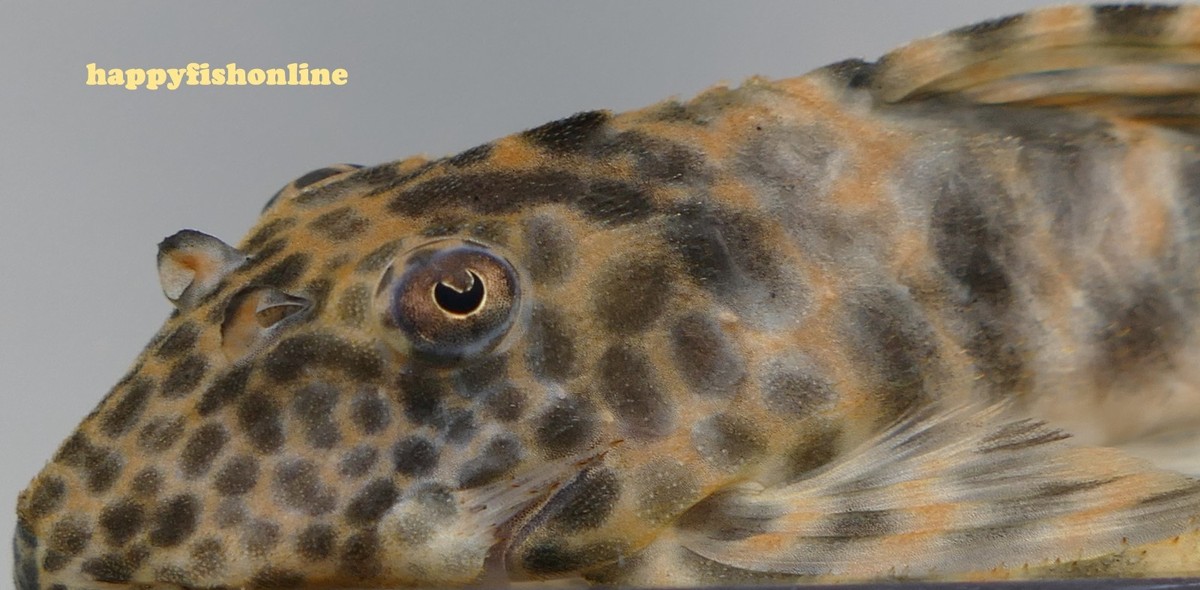 BREEDING PAIR OF L387 TANGERINE TIGER PLECOS! BRIGHT YOUNG LIVE