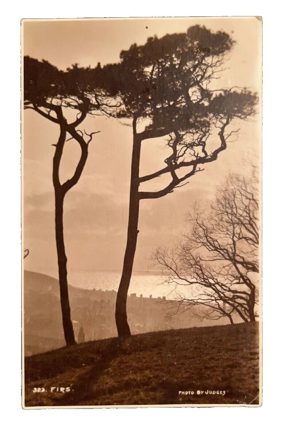 Los árboles utilizados estampillas británicas