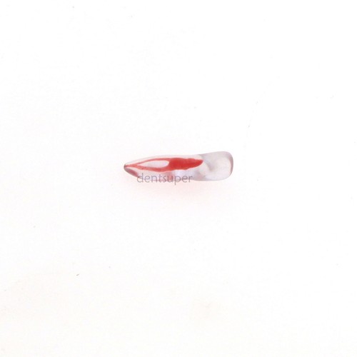 Modelo de Entrenamiento Dental, Dientes 3D con Raíz Curvada, 12 Tamaños, ECA Endo Practice - Imagen 29 de 92