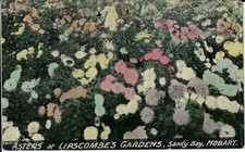 Asters at Lipscombs Gardens Tasmania. Old Advertising Australian postcard. Niven