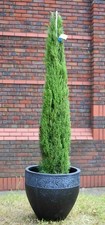 Cipresso toscano "Cupressus Sempervirens Totem" pianta vaso ø26 cm h 175/200 cm