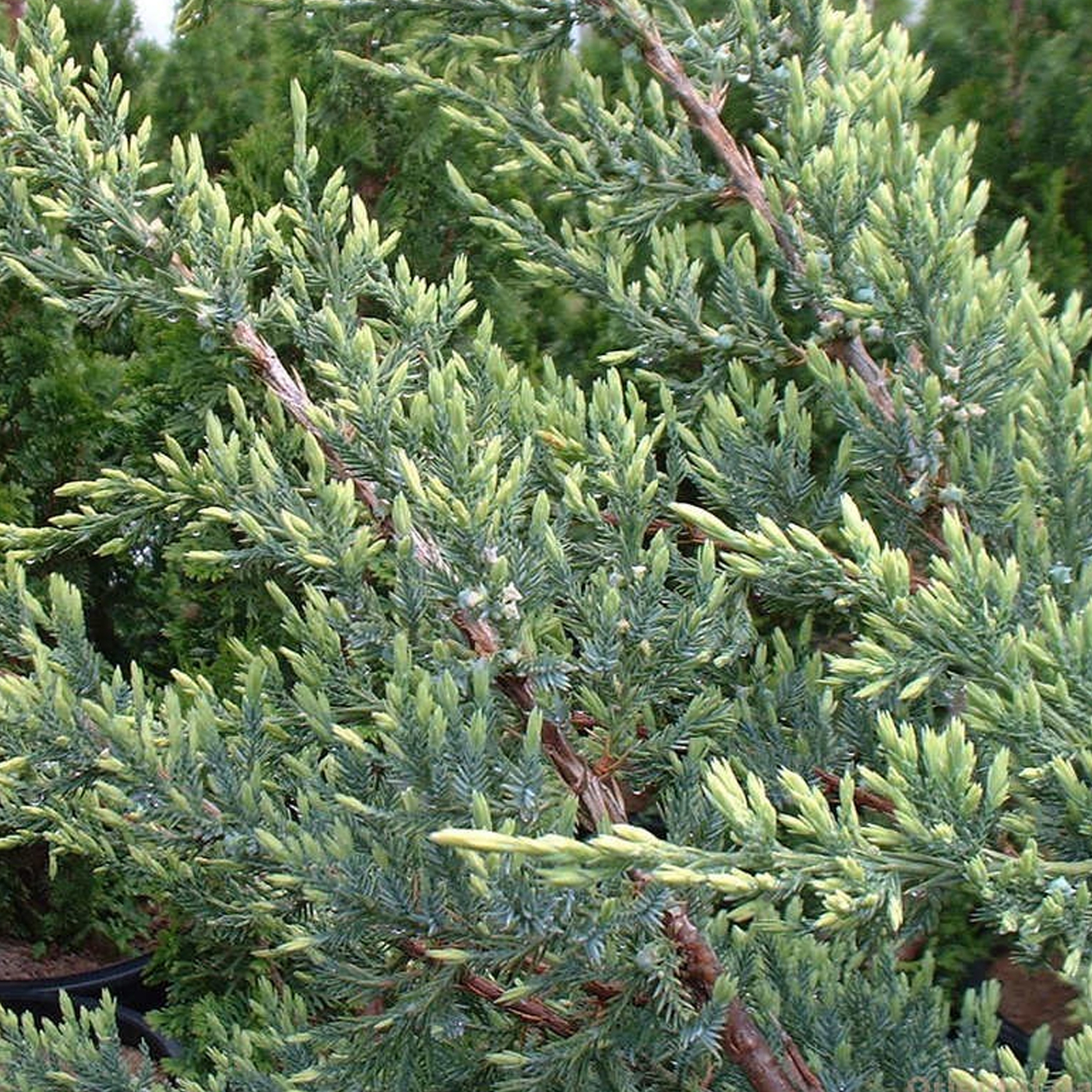 Picture 8 of 10
