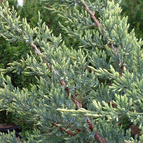 Juniperus Holger Hardy Compact Spreading Evergreen Coniferous Garden Shrub - Picture 8 of 10