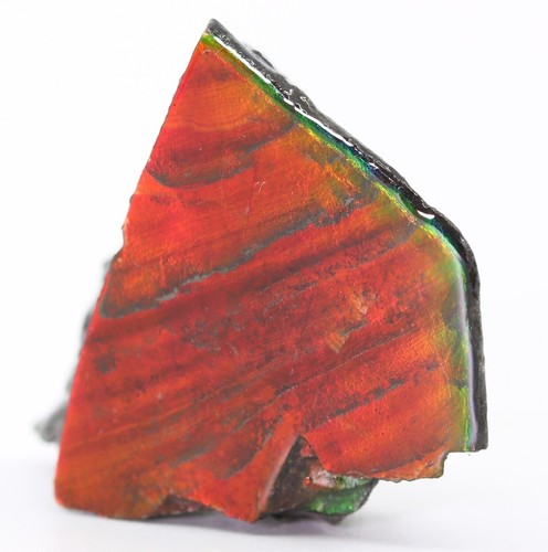 Cherry Red Fossil Ammolite Rarer than Purple 39.4mm 16 g Alberta COA 5815 - Picture 2 of 10