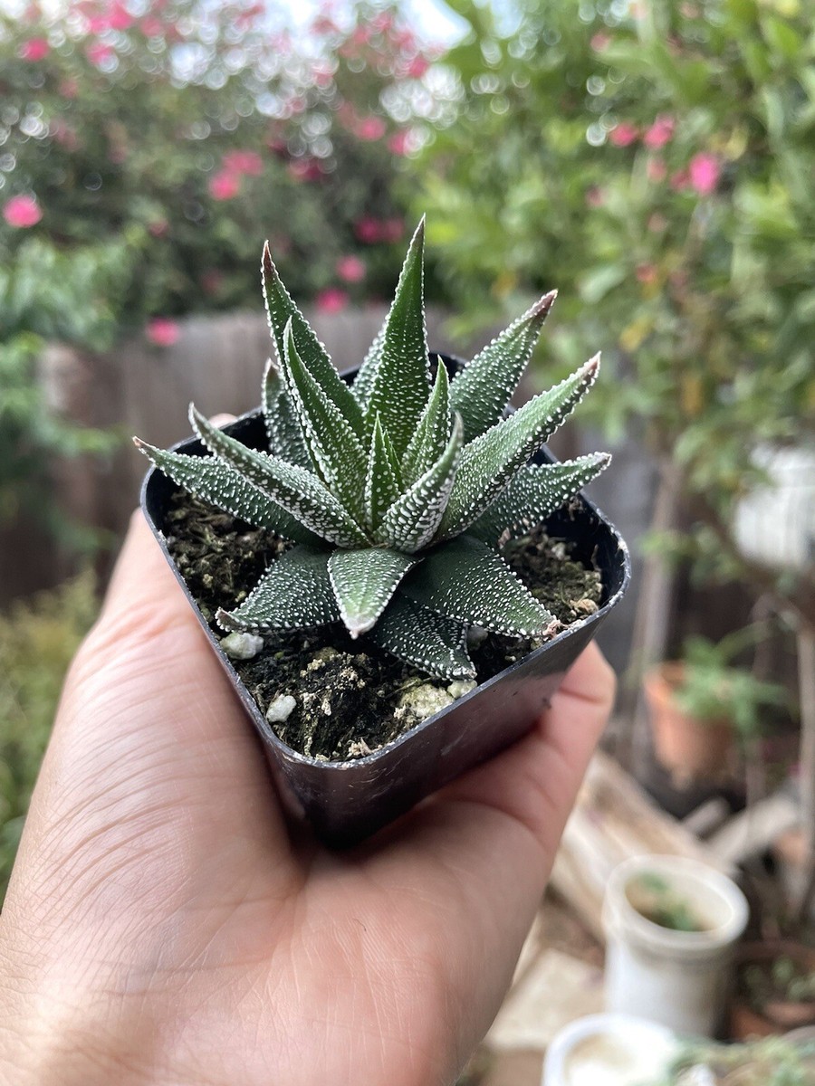 pink purple succulent Succulent Purple Pearl