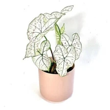 Caladium 'Marie Moir' Size #1 (1 bulb / Large)- New Crop 2025 - Easy to Grown