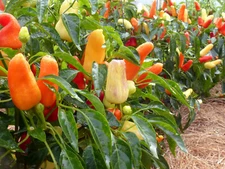30+ SWEET PICKLE PEPPER SEEDS NON-GMO FRESH FOR YOUR GARDEN