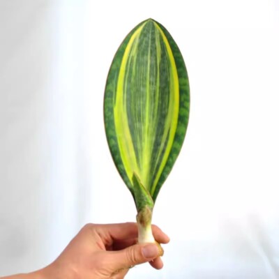 20CM Succulent Live Plant Sansevieria Masoniana Variegated Cactus Beautiful