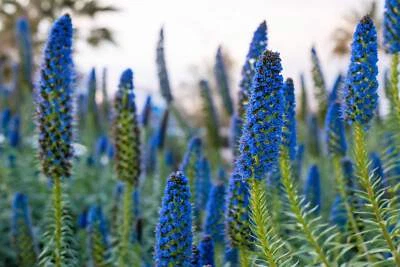 SEEDVILLE USA 40 Blue PRIDE OF MADEIRA Echium Candicans Fastuosum Nectar Flower Seeds