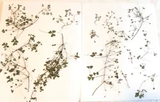 Pressed Green Clover Teeny Tiny on Stems Crafts