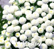 SNOW BALL FLOWER DWARF - 1500 seeds - Chrysanthemum Tanacetum parthenium
