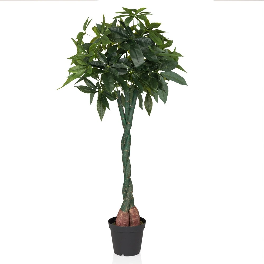 Kakaobaum online kaufen | eBay