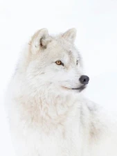 Arctic Wolf Closeup by Jim Cumming Western Wildlife Photography Giclee Art Print