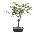 Sub-tropical Deciduous Indoor Bonsais