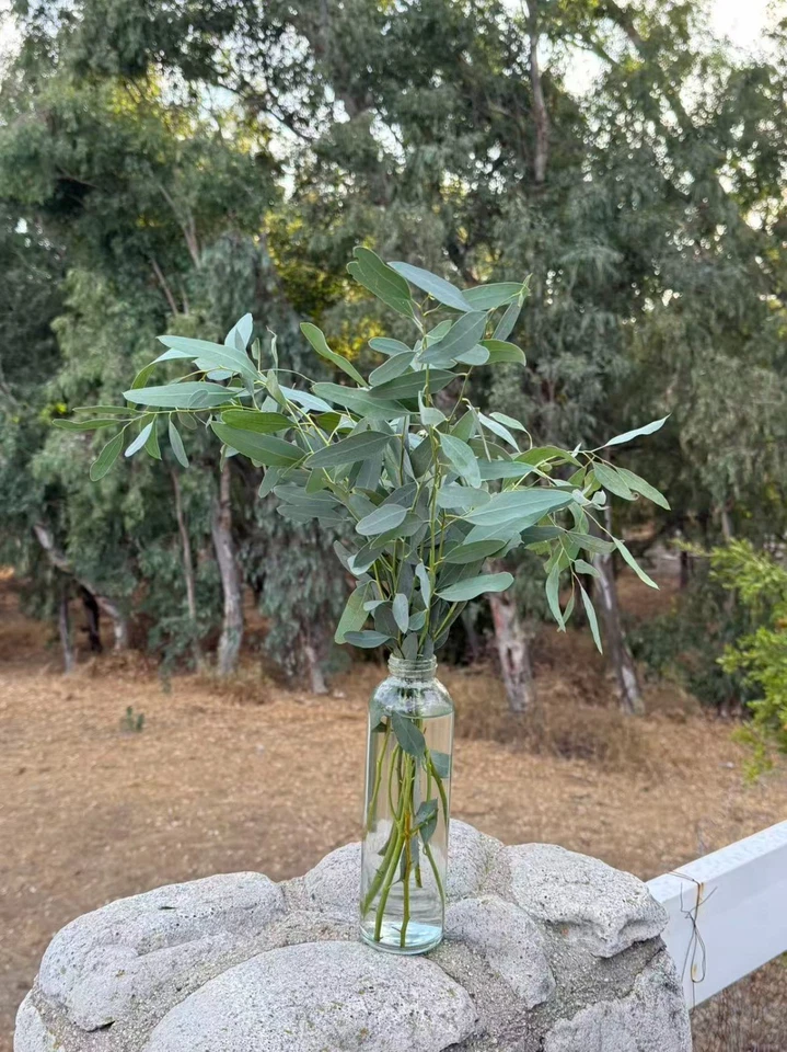Paquete de tallos de eucalipto corte fresco Hola California hoja real natural Foto 3 de 4