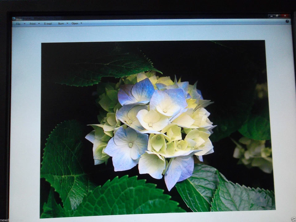 Dell 1708FP 1707FP UltraSharp 17" Monitor 4-Port USB Hub DVI VGA FP816 KU789 - Image 4 of 4