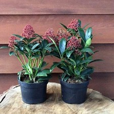 Skimmia japonica  Japanische Blütenskimmie winterharte Strauch
