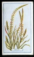 Tobacco Card, Gallaher, PLANTS OF COMMERCIAL VALUE, 1923, Weld, #3