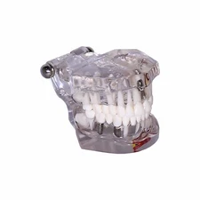 Redlands Dental Demonstration Teeth Educational Model #3003 Mixed Clear