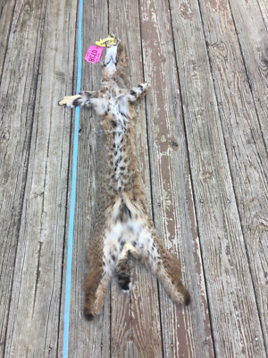 Taxidermy 1 Xxlg Tanned Bobcat Hide Fur Skin Pelt Log Cabin