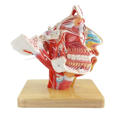 Life-Size Human Head Anatomical Model with 12 Cranial Nerves   PVC Facial 