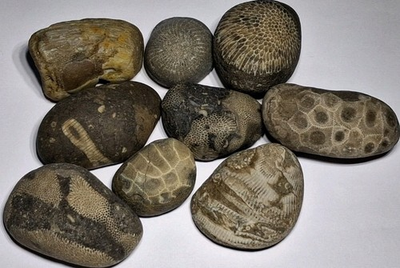 #ad Great Lakes Shoreline Fossil Mix Lot • Natural Unpolished Michigan Stones $25.00