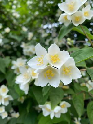 Philadelphus etablierte Bio Scheinorangenblüte