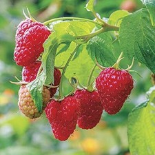 TreegoArt Red Raspberry Seeds Juicy And DeliciousFor Home Garden - Pack Of 50