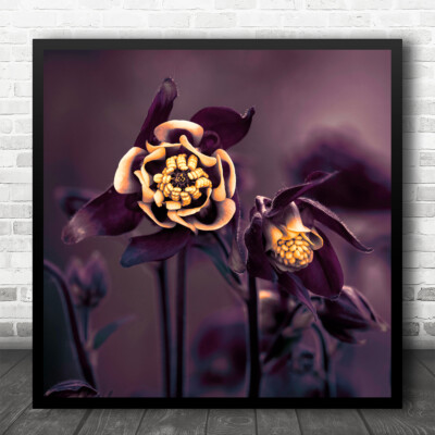 Blume Makro gelb lila Nahaufnahme Blumen Bokeh Blüte quadratisch Wandkunstdruck