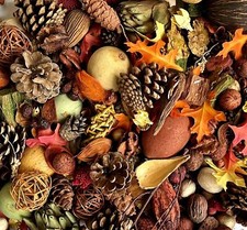 Huge Assortment of Dried Bowl Filler Decoration Thanksgiving 3.5 Lbs / 2.5 Gals