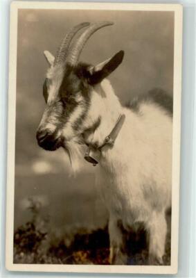 39187485 - Photo J. Gabarell Goat with a Bell Around His Neck Postcard Goats