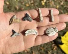 Fossil Shark Teeth & Stingray Lot (7) – Lemon, Tiger, Bull, Puffer, Florida