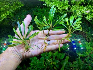 rare aquarium plants