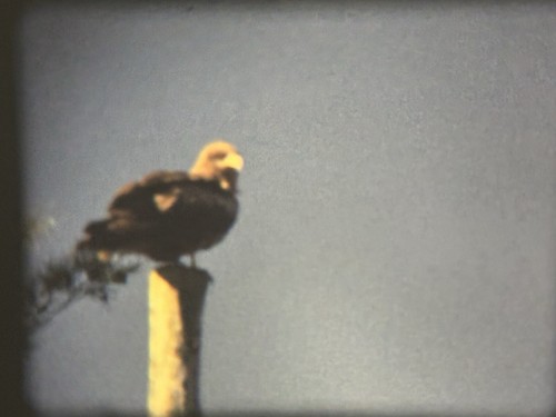 “Cape Town” (1973) Super 8mm Film Home Movie, Africa, Dance Beach Trees Zebra + - 第 16/24 張圖片