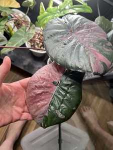 dischidia ruscifolia variegata Dischidia Ruscifolia Variegata
