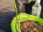 Vanilla barbellata (Very Rare Vanilla) — photo 3