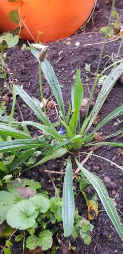 Spitzwegerich, Heilpflanze, 3 Pflanzen Natürlich gewachsen, Aus Meinem Garten