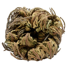 Rose of Jericho Dried Whole Plant 4-24 Pieces - Selaginella Lepidophylla
