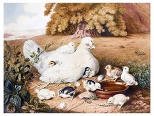 Hen with Chicks A. Withers Chickens Tile Mural Kitchen Backsplash Marble Ceramic