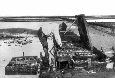 Arcachon's oysterbeds Boxes of ambulance to put the wounded oysters- Old Photo