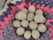 Fresh Urban Farm non-fertile eggs