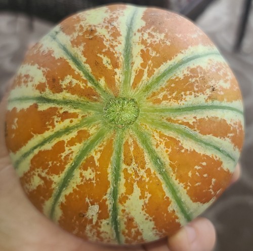 Kajari Melon Seeds,minimum 25 Seeds Of This Home Grown Delicious RARE Fruit - Picture 3 of 11