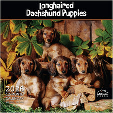 Longhaired Dachshund Puppies 2026 Wall Calendar 12 Month  12" x 24" Open  Thic