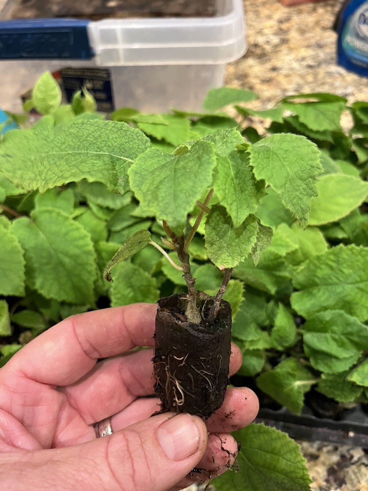 Vincent Female Kiwi Actinidia chinensis And Male Tomuri! 2 Live