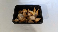 Elephant Garlic 2025, no pesticides. 1 lb small cloves