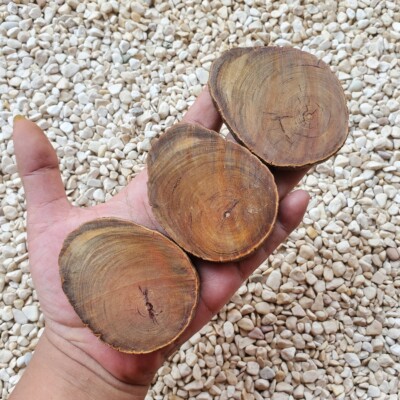 3 Translucent Raja Kayu Slabs Borneo Agathis Alba Slices Dragon Blood Wood #21