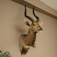 Nyala Antilope Kopf HL 64 cm Schulter Präparat Afrika afrikanische Trophäe #22.8